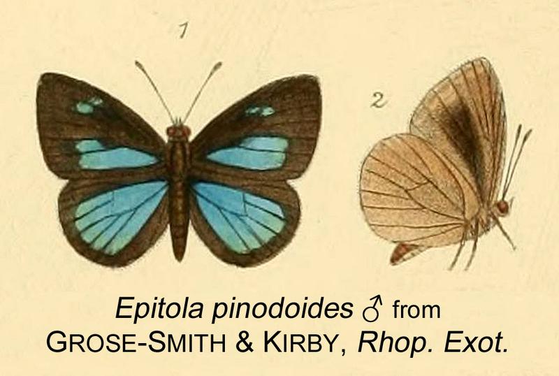 Epitola pinodoides in Rhopalocera Exotica