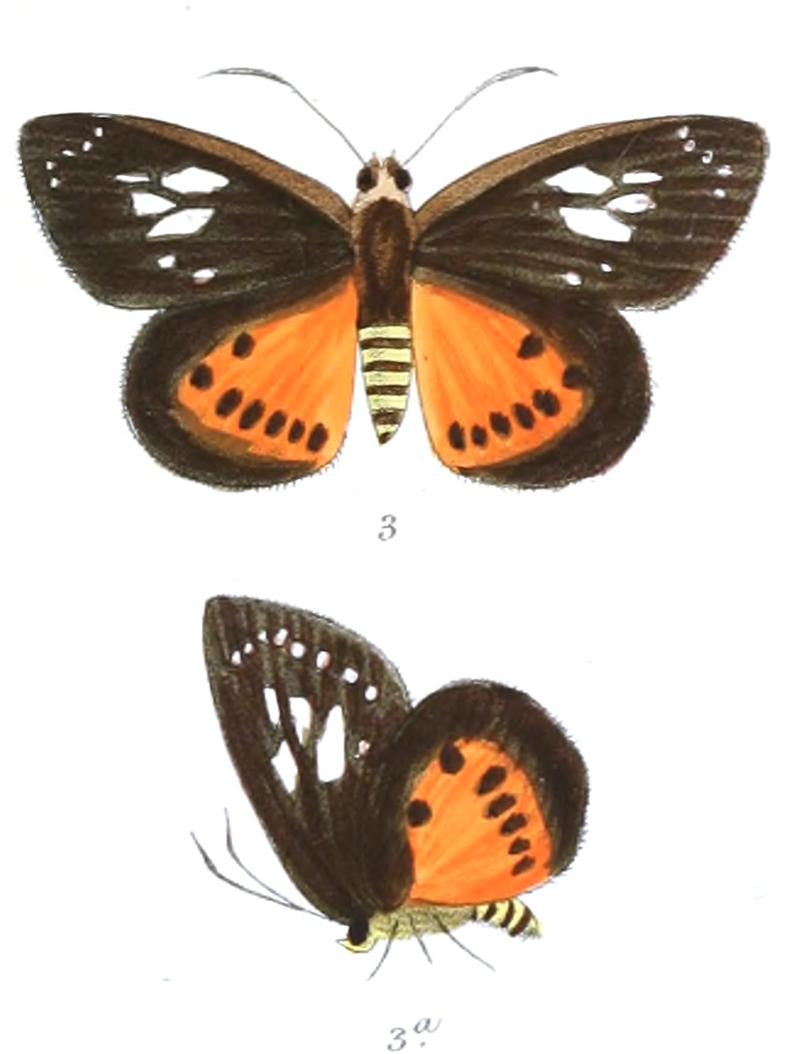Pintara tabrica (male)