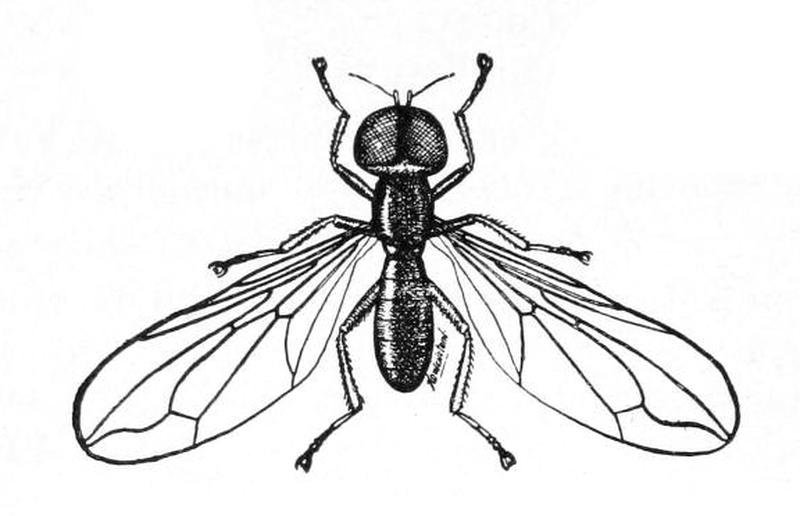 Pipunculus fuscus