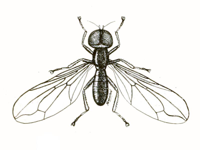 Pipunculus fuscus