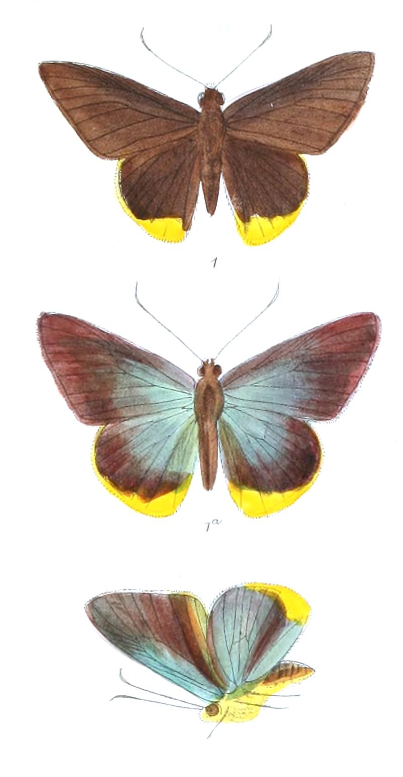 PirdanaDistanti 810 1