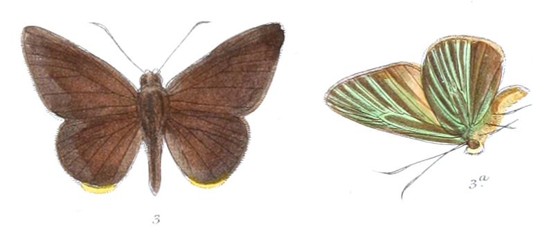 PirdanaRudolphei 809 3 Fitch
