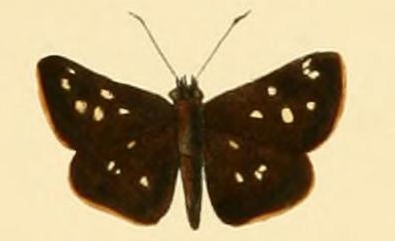 Piruna ceracates