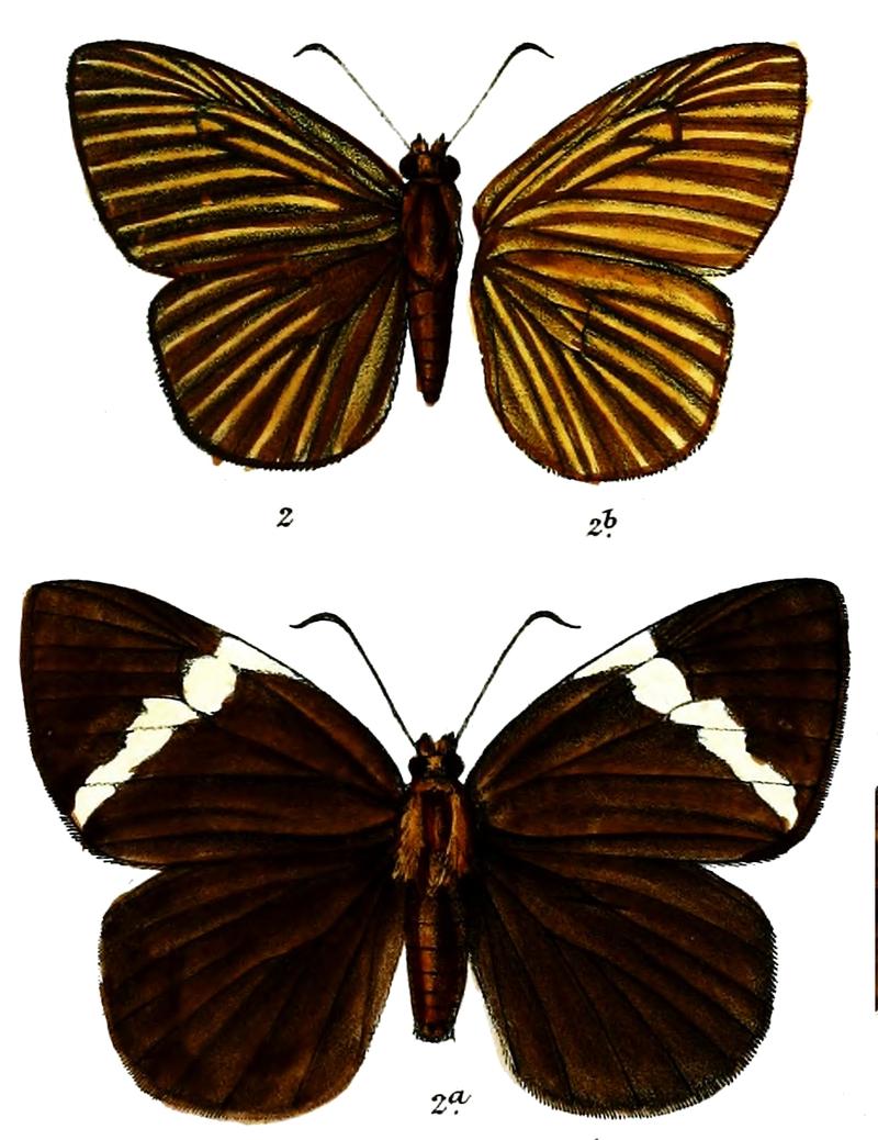 PisolaZennara 755 2