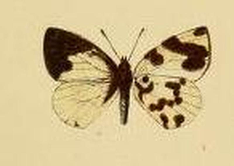 Pistoria nigropunctata