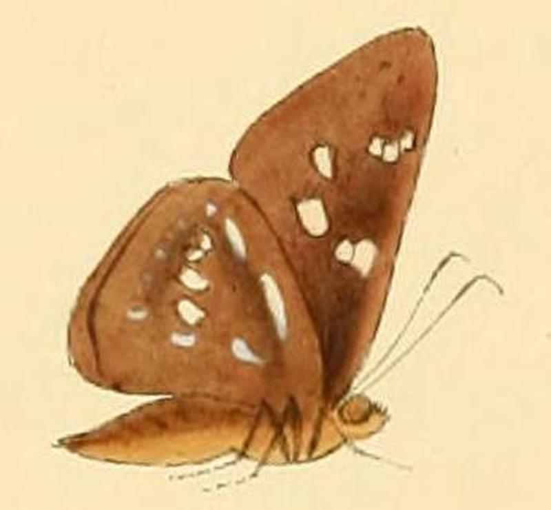 Pithauria marsena