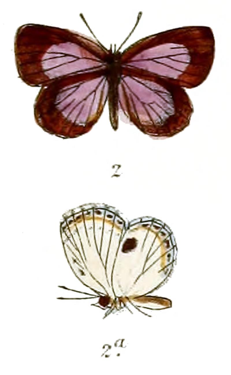 Pithecops fulgens