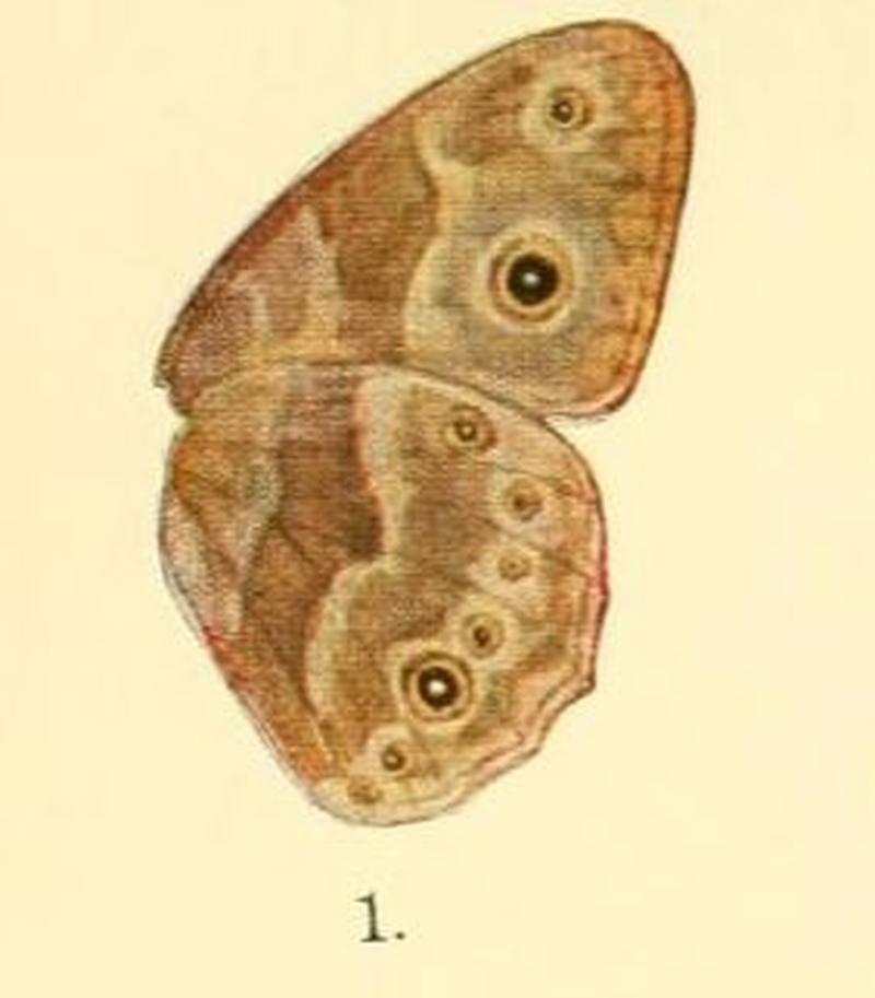 Pl.01-01.Bicyclus hyperanthus (Mycalesis)