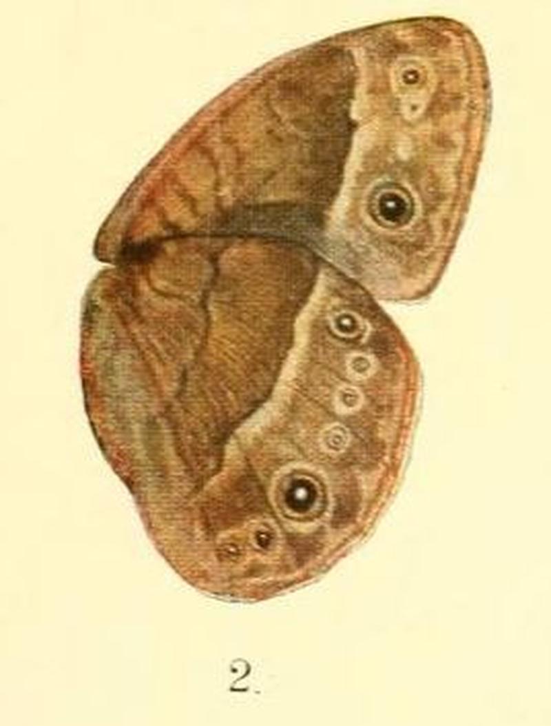 Pl.01-02.Bicyclus procora (Karsch, 1893) (Mycalesis)