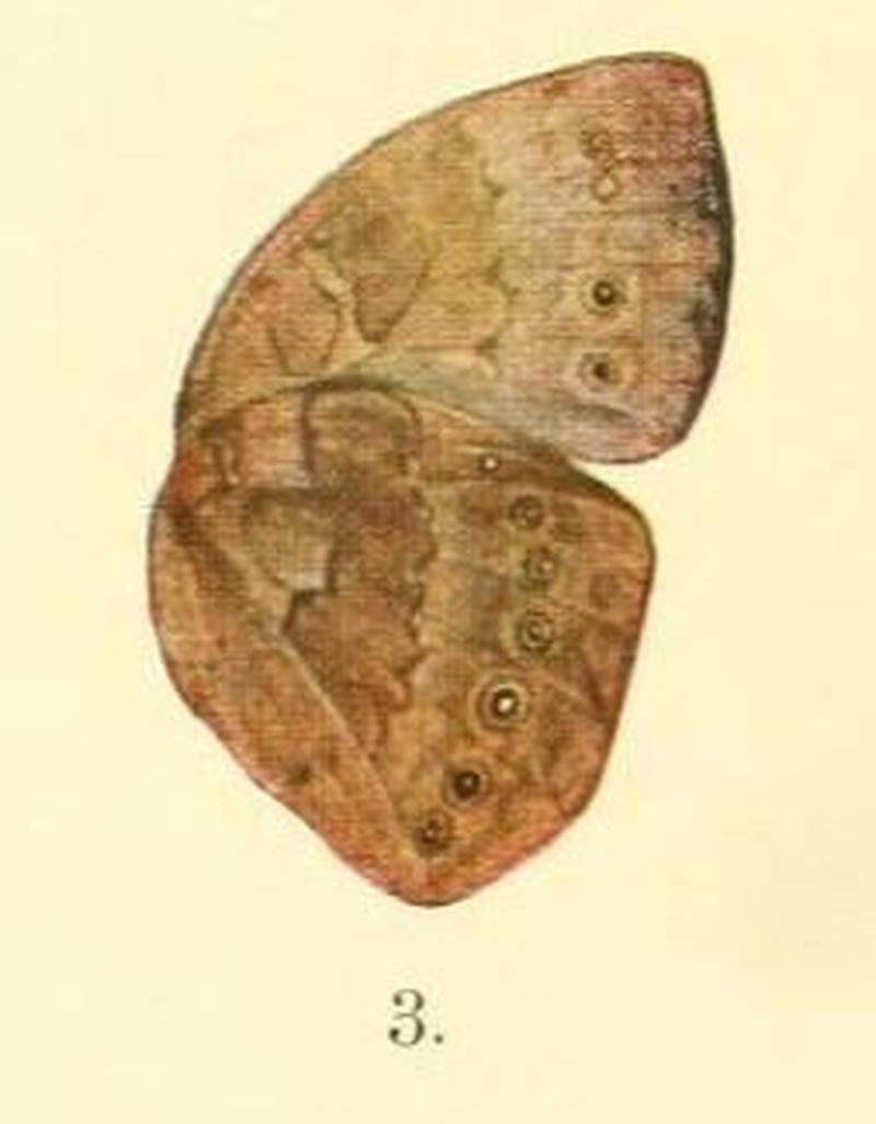 Pl.01-03.Bicyclus mesogena (Karsch, 1894) (Mycalesis)