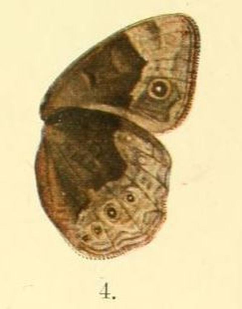 Pl.01-04.Bicyclus campus (Karsch, 1893) (Mycalesis)
