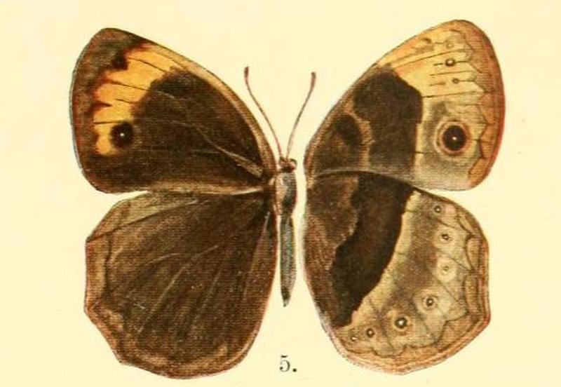 Pl.01-05.Bicyclus matuta (Karsch, 1894) (Mycalesis)