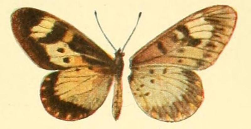 Pl.01-06.Acraea acerata (A.vinidia)
