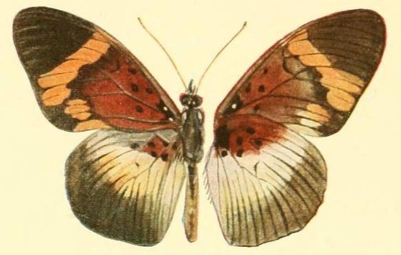 Pl.02-02-Pseudacraea ruwenzorica Grünberg, 1912