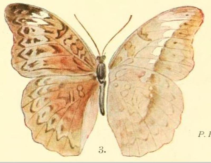 Pl.02-03-Bebearia ducalis (Grünberg, 1911) (Euryphene)