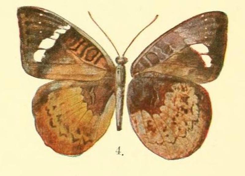 Pl.02-04-Euriphene mawamba (Bethune-Baker, 1908)