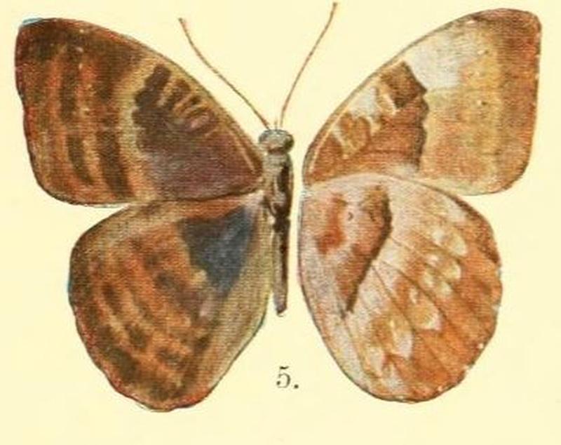 Pl.02-05-Euriphene butleri (Aurivillius, 1904) (Diestogyna)