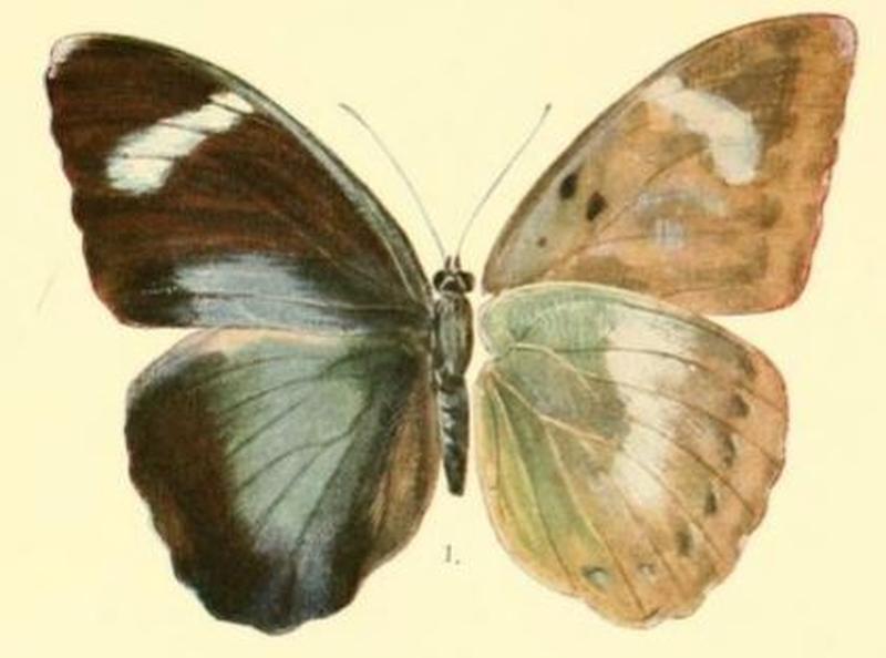 Pl.03-01-Euphaedra inanum (Butler, 1873)