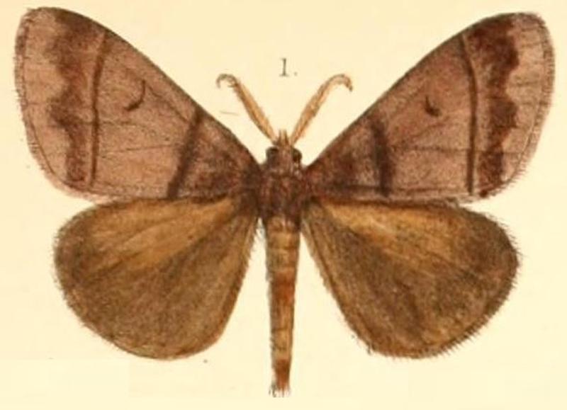 Pl.03-01-Euproctis cervina (Moore, 1879) (Baryaza)