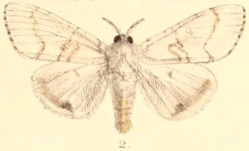 Pl.03-02-Dasychira albescens Moore, 1879