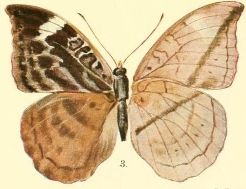 Pl.03-03-Bebearia partita (Aurivillius, 1895)