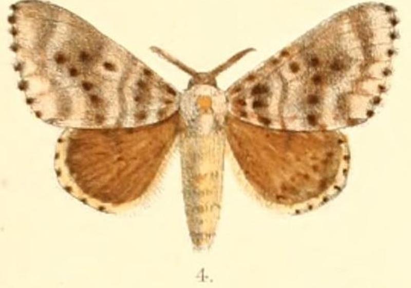 Pl.03-04-Lymantria mathura Moore, 1866 (Porthetria umbrina)