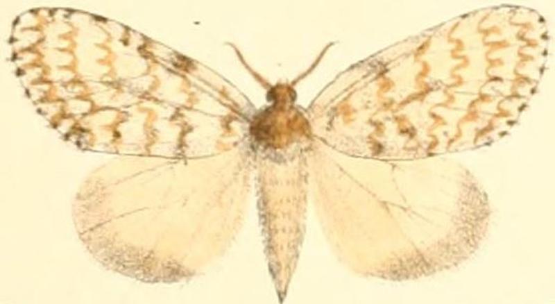 Pl.03-05-Lymantria grisea Moore, 1879