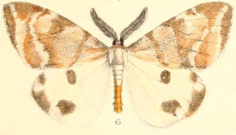 Pl.03-06-Mahoba plagidotata Walker, 1862