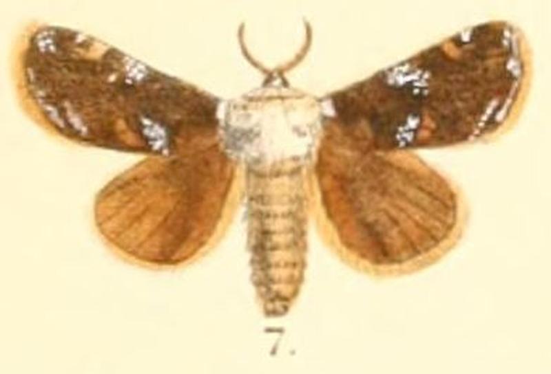 Pl.03-07-Belippa thoracica Moore, 1879 (Contheyla)