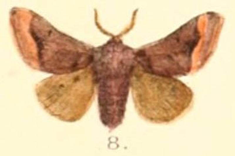 Pl.03-08-Nirmides cuprea (Moore, 1878) (Miresa)