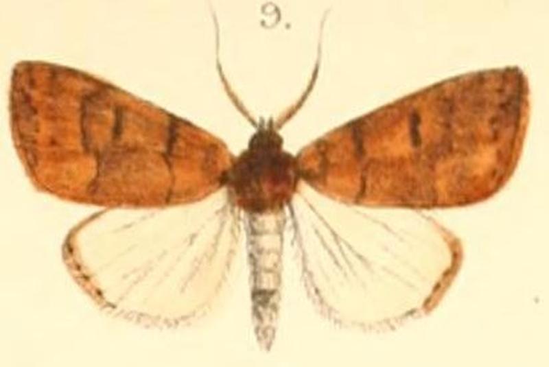 Pl.03-09-Gelastocera castanea (Moore, 1879) (Beara)
