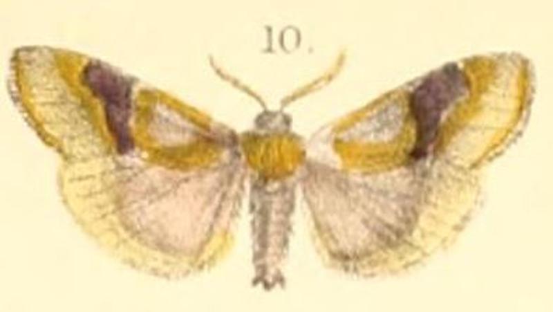 Pl.03-10-Sacada pyraliformis (Moore, 1879) (Danaka)