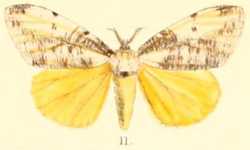 Pl.03-11-Locharna strigipennis Moore, 1879