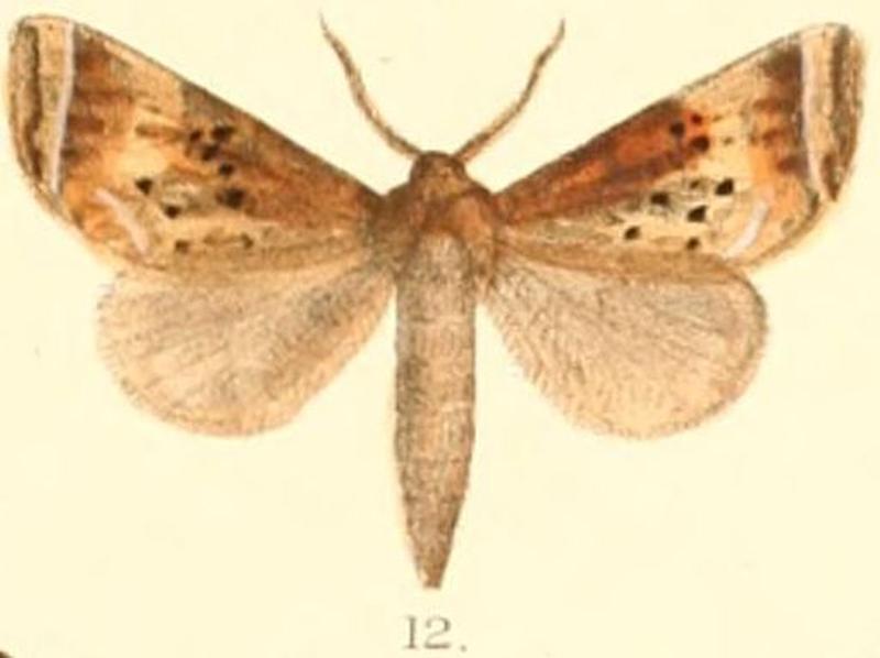 Pl.03-12-Neodrymonia apicalis (Moore,1879) (Ramesa)