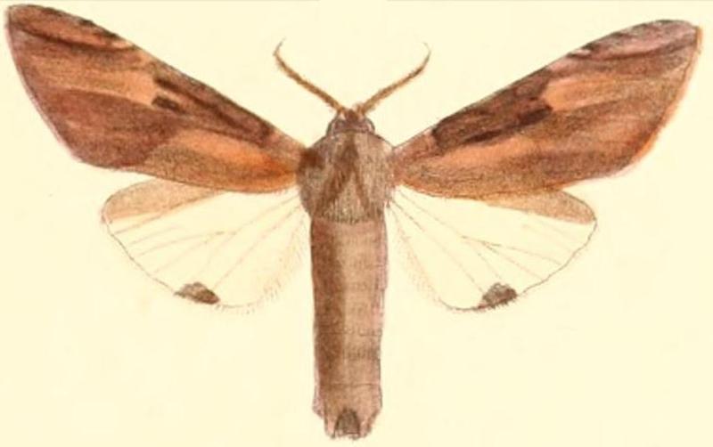 Pl.03-13-Calliteara strigata (Moore, 1879) (Hoplitis)