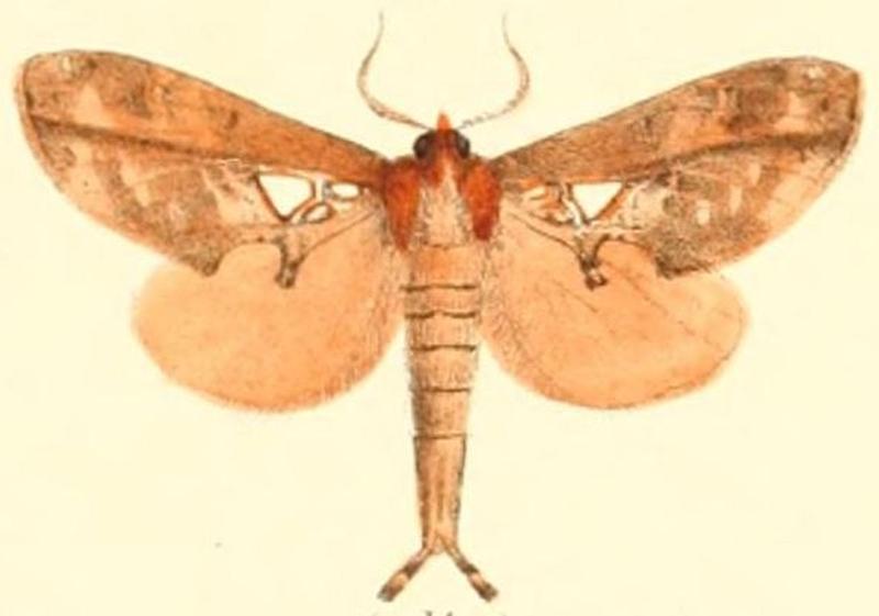Pl.03-14-Ginshachia gemmifera (Moore, 1877) (Spatalia)