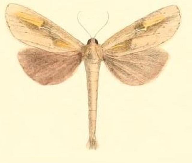 Pl.03-15-Niganda strigifascia Moore, 1879