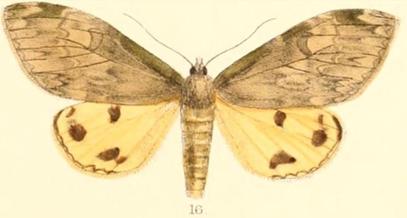 Pl.03-16-Ilema virescens (Moore, 1879) (Cadrusia)