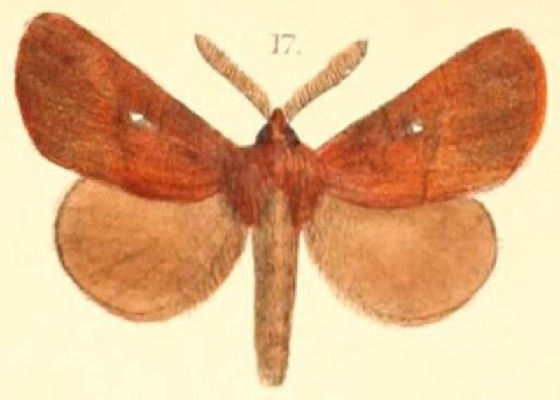 Pl.03-17-Kosala flavosignata (Moore, 1879) (Eutricha)
