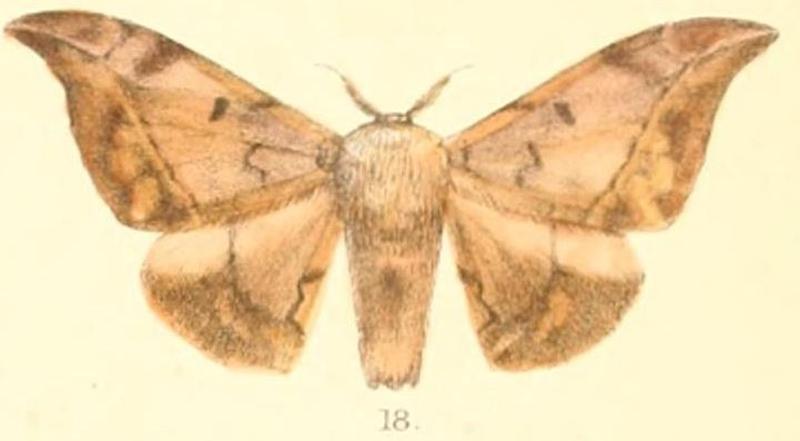 Pl.03-18-Mustilia hepatica Moore, 1879