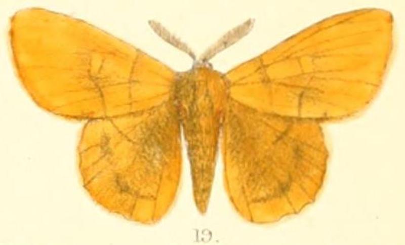 Pl.03-19-Crinocraspeda torrida (Moore 1879) (Gastropacha)