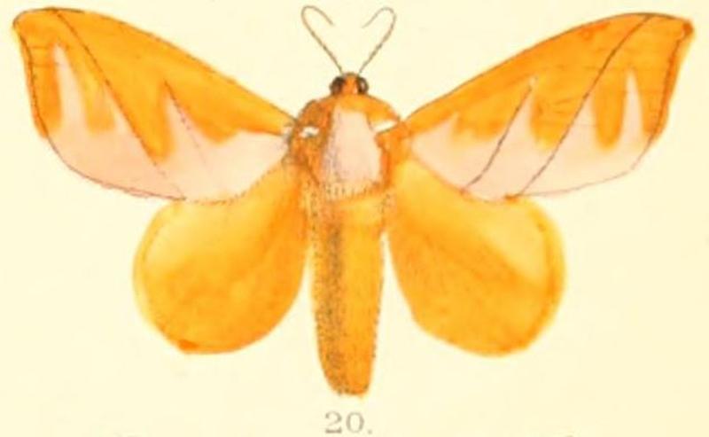 Pl.03-20-Mahanta quadrilinea Moore, 1879