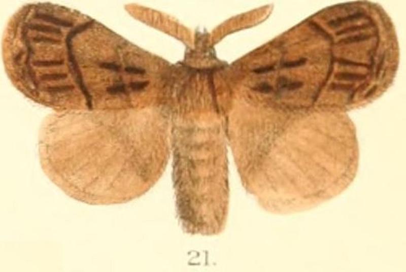 Pl.03-21-Baodera khasiana (Moore, 1879) (Trichiura)
