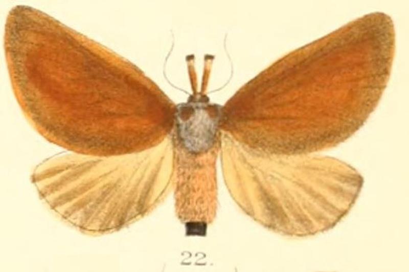 Pl.03-22-Scopelodes vulpina Moore, 1879