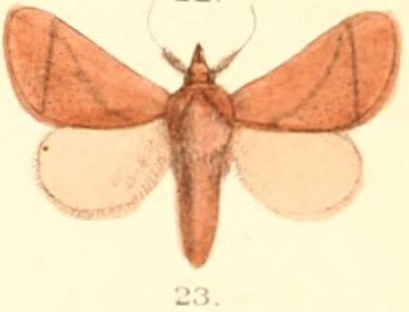 Pl.03-23-Praesetora divergens (Moore, 1879) (Setora)