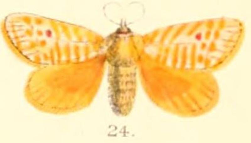 Pl.03-24-Demonarosa rufotessellata (Moore, 1879) (Narosa)