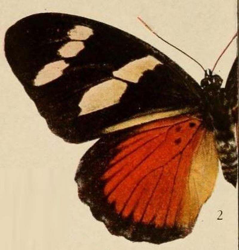 Pl.07-02-Euphaedra imitans Holland, 1893