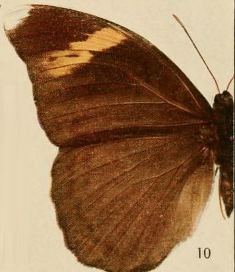 Pl.07-10-Bebearia maximiana (Staudinger, 1891)