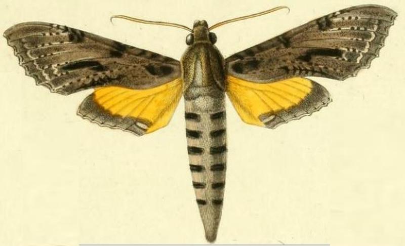 Pl.07-fig.01-Isognathus scyron (Cramer, 1780)