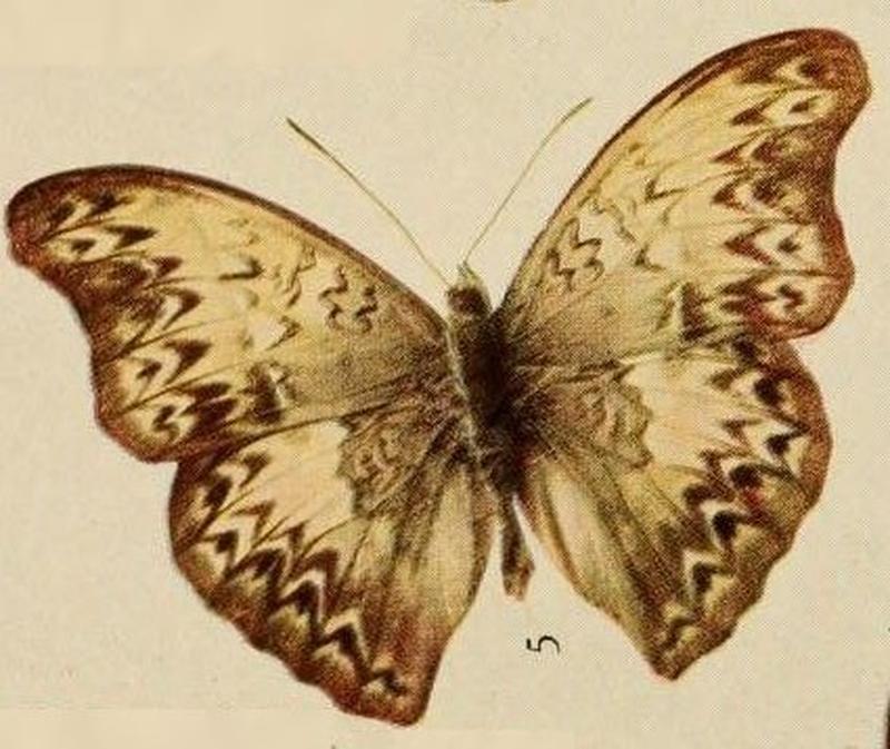 Pl.08-05-Cymothoe eris Aurivillius, 1896